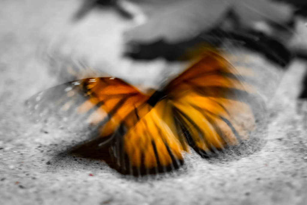 McMillan Butterfly